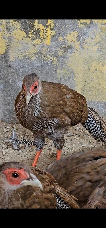 qus yuvalari: Gümişi girgovul biri 35 az — 1