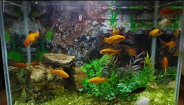 akvarium balıqları: Qızıl balıq, Sülhsevər, Pulsuz çatdırılma — 2
