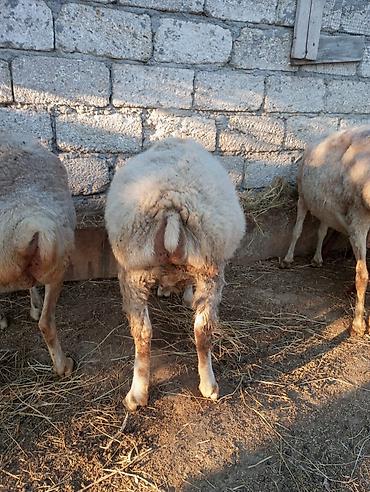 avçarka bala: Qoyunlar – yerli quyruqlu cins - Şəkillərdə görünən ana qoyunlar — 3