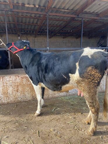 Коровы, быки: Продаю | Корова (самка) | Голштин | Для молока | Стельные — 7