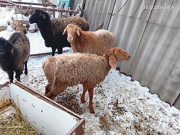 Баран, овца: Продаю | Овца (самка) | Для разведения | Матка — 1