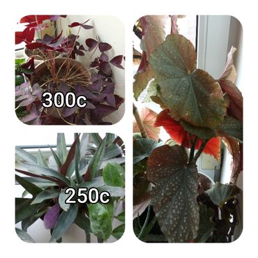 Садовые цветы и кустарники: Саженцы цветка — 10