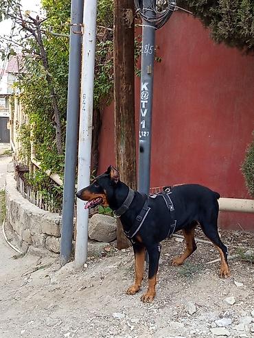 İtlər: Doberman, 1 il, Erkek, Ünvandan götürmə — 4