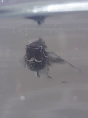 Balıqlar: Molinezi, Sülhsevər -da lalafo.az — 3 Balıqlar: Molinezi, Sülhsevər — 3