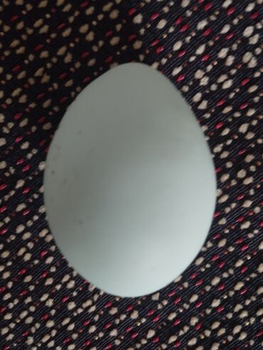 инкубационное яйцо бишкек: Продаю инкубационный яйца Амераукана (зелёного цвета)
Бишкек