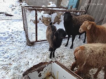 Баран, овца: Продаю | Овца (самка) | Для разведения | Матка — 9