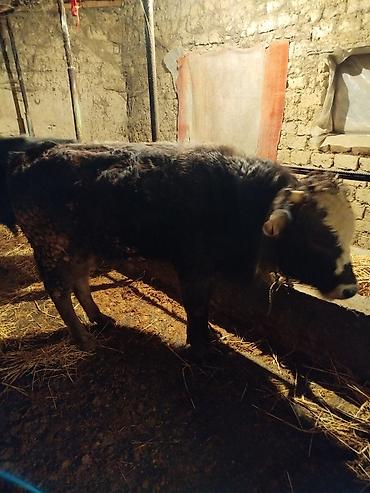 Коровы, быки: Продаю | Бык (самец) | На откорм | Привязанные — 7