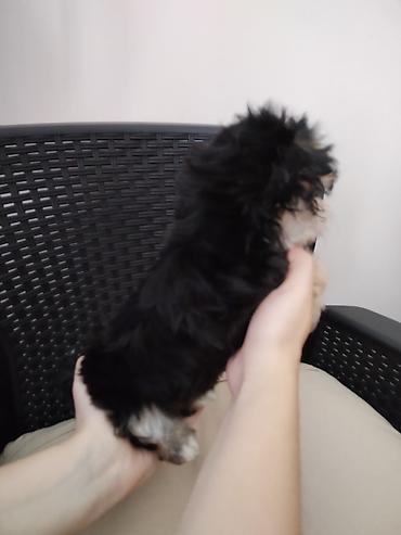 Dogs: MORKI Štene mini rase staro 7 nedelja (ocisceno pd parazita dok vama — 3