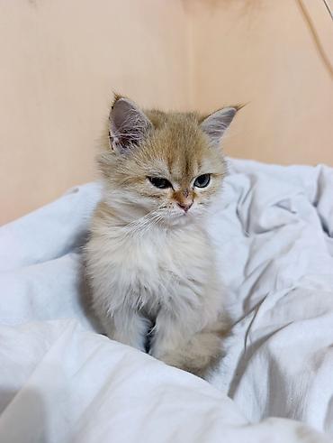 Кошки: Скотиш Страйт (Шотландская прямоухая), 3 месяца, Мальчик, Золотая шиншилла, Приучена к лотку, Проглистована — 7
