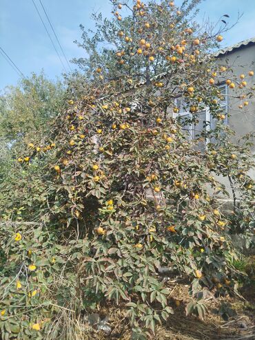 Həyət evləri və villaların satışı: 4 otaqlı, 140 kv. m, Kredit yoxdur, Yeni təmirli — 21