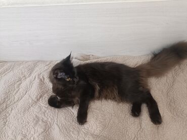котята в канте: Мейн-кун, 6 месяцев, Девочка, Приучена к лотку, Проглистована, С документами