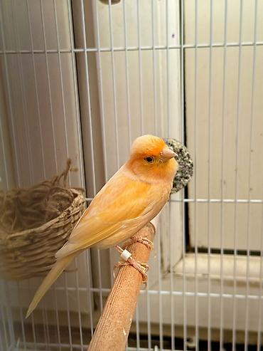 bulbul quşu satışı: Hazır cüt bülbül satılır 2 dəfə bala verib hal hazırda yenidən — 5