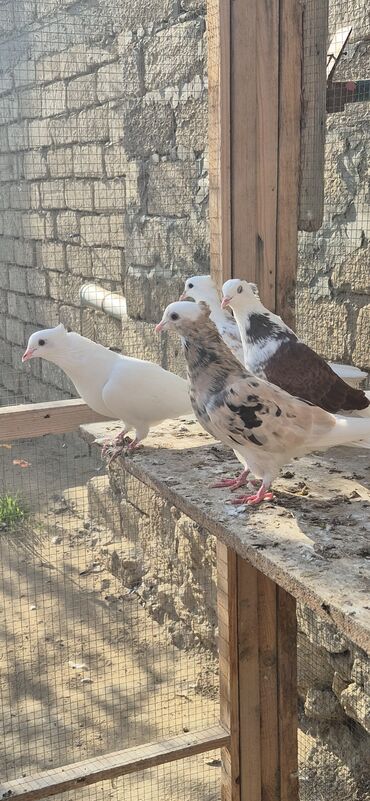 Göyərçinlər: Əvvəla salam. Təmiz qan iran miz kəkilləri satılır. 4düdə masallı — 2