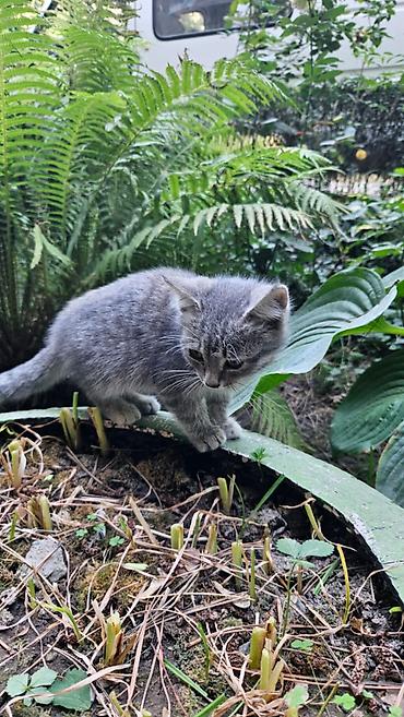 отдам даром котенка бишкек: Кошка даром: Беспородная, 2 месяца, Девочка — 3
