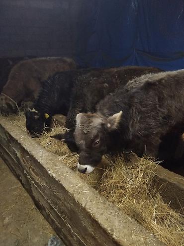 Коровы, быки: Продаю | Бык (самец) | Полукровка | На откорм | Привязанные — 7