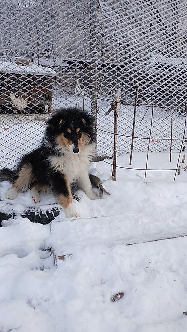 Продажа собак: Колли, 3 месяца, Самка, С прививкой — 8