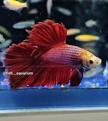 Рыбы: Уточняйте наличие. Шикарные самцы петушки! Цены разные. Рыбка — 4