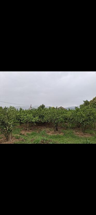 Ağaclar: Astara rayon kijəbə qəsəbəsində yola yaxın məsafədə 15sot həyətyanı -da lalafo.az — 11 Ağaclar: Astara rayon kijəbə qəsəbəsində yola yaxın məsafədə 15sot həyətyanı — 11