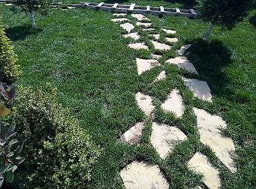 Toxumlar: Super qazon enli yarpaq sıx və alaqsız hörmetli ve deyerli — 11