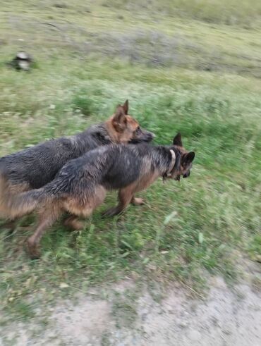 породистые собаки ищут дом: Немецкие овчарки. 2 года. кобель и сука.

 по 8000 сом
