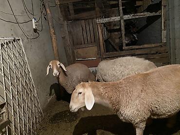 волкособ купить щенка: Продаю | Овца (самка) | Арашан | Для разведения | Ярка — 6