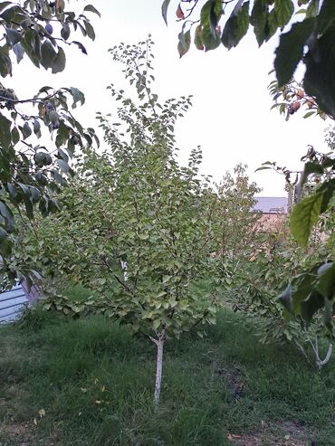 Uzunmüddətli kirayə evlər: Günəşli bağ massivi 8 ci küçə 20 nömrəli məktəbə yaxın, 7 sotun içində — 12