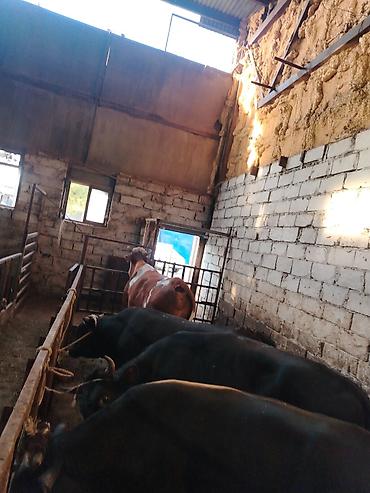 Коровы, быки: Salam aleykum heyvan diri çekisi 1 ton 70 kq dı etini 40 faizle — 6