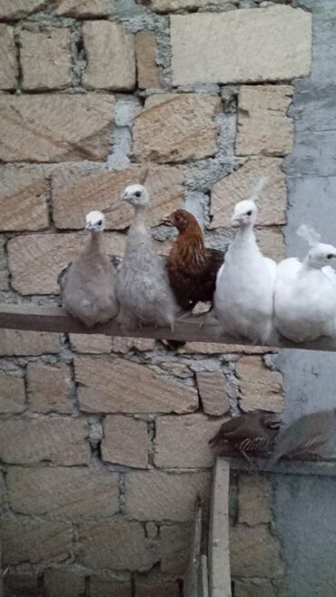 Digər quşlar: Esil Qafqaz qirqovulu tek xoruz 200azn unvan Gence basqa nov — 5