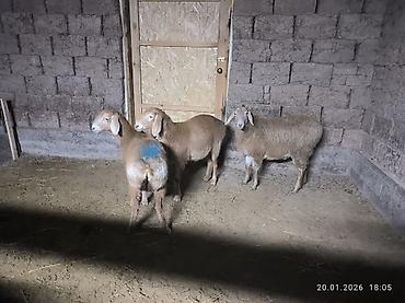 Баран, овца: Продаю | Овца (самка), Ягненок | Арашан | Для разведения | Ярка — 6