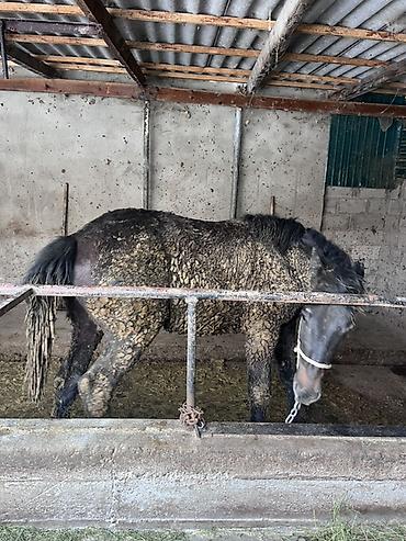 Лошади, кони: Продаю | Жеребец | Полукровка | Для разведения — 6