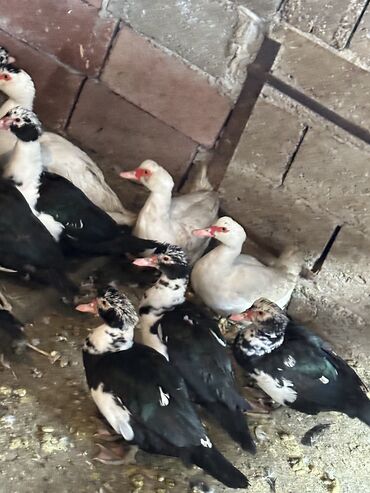 Другие животные: Индоутки — 11