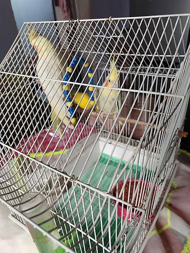 bulbul quşu satışı: 3quş hansı birlkd kefesl birlikdə satlir iki cütdr bir tekir — 3