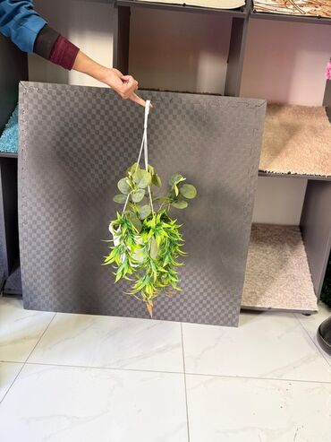 Otaq bitkiləri: Asma saksıda dekorativ yaşıl bitki - Ağ rəngli asma plastik saksı -da lalafo.az — 13 Otaq bitkiləri: Asma saksıda dekorativ yaşıl bitki - Ağ rəngli asma plastik saksı — 13