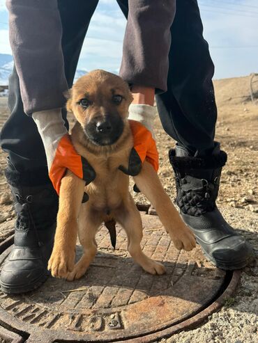 Продажа собак: Кучуктор сатылат Кыргыз доботтун кучуктору сатылат Ысс-Кол областы — 6