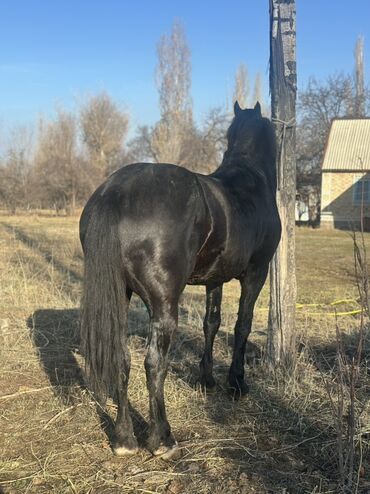 Лошади, кони: Продаю | Жеребец | Рабочий — 9