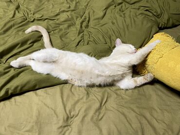 лошадь лошадь: Кошка даром: Беспородная, 2 года, Мальчик, Приучена к лотку, Проглистована