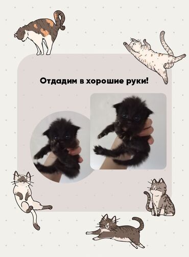 кошки мейкун: Бесплатно! Отдадим котят в добрые руки! (От вислоухой кошки/Сиамский