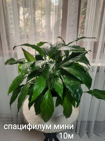 Otaq bitkiləri: Otaq bitkiləri kolleksiyası 1) Papоротnik – 20 m - Sərfəli otaq — 4