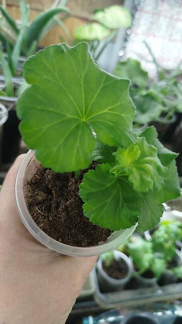 Герани и пеларгонии: Пеларгонии (герани) сортовые — детки в стаканчиках. Доступные сорта — 2