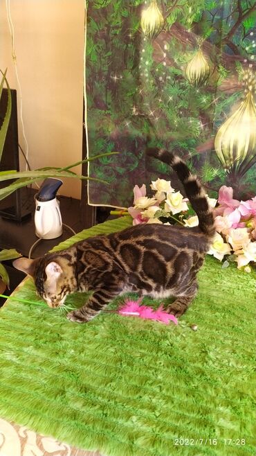 Продажа кошек: Профессиональный Питомник Бенгалов . Бен Гла Мур предлагает Очень — 8