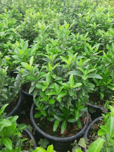 Şitillər: Həmişə yaşil (Şimşad)(dekorativ növ)bitkilərinin topdan satişi — 4