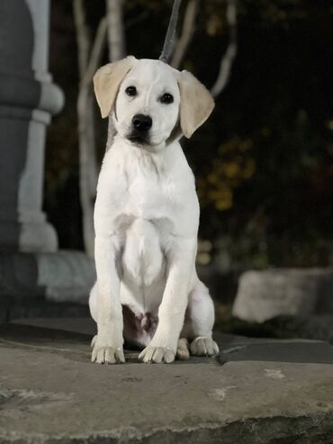 İtlər: Labrador-retriver, 5 ay, Erkek, Peyvəndli, Ünvandan götürmə