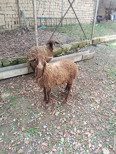 ot yonca: Quzu – 2 baş (qəhvəyi rəngli, uzun yunlu) - Cins tipi: yerli — 1