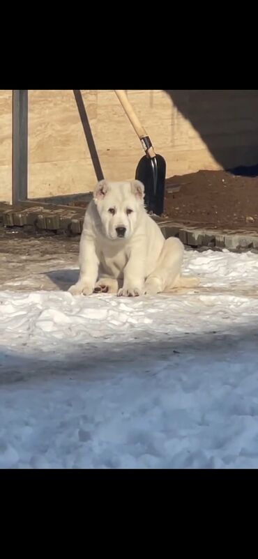 İtlər: Alabay — 8