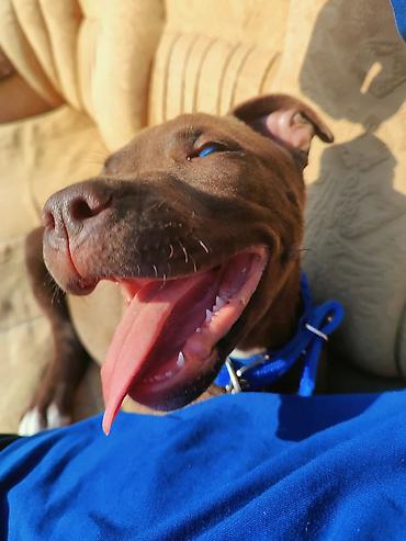 pitbul erkek: Pitbul, 8 ay, Erkək, Ünvandan götürmə — 3