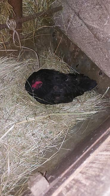 dekorativ toyuq: Toyuq, Australorp, Damazlıq — 2
