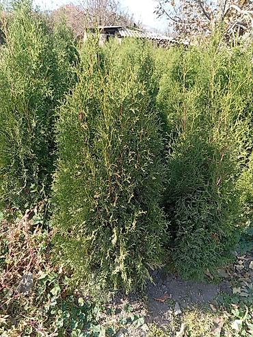 Thuja seedlings: Туя западная (Thuja occidentalis) для живых изгородей и озеленения — 14