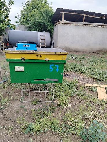 karpat ana arı: Arı yeşiyi satılır. 260 AZN. Qabaqtepe sortudur. 13 ramka tam arı ilə — 1