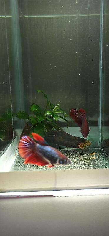 belamor balığı: Betta (Petuşok balığı), Yırtıcı — 2