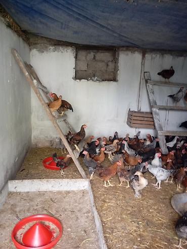 heyvan bazari itler: Toyuq, Yumurtalıq, Ünvandan götürmə — 1